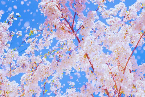Japan Cherry Blossom Festival: This Japan town brings the curtain down on its 10-year-old cherry blossom festival to protect the dignity of its citizens |