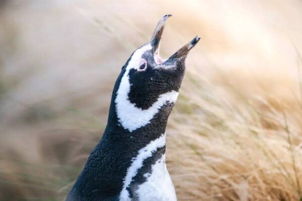 Penguins under threat! The shocking truth of ‘surplus killing’ of Patagonian Penguins even when they are NOT being eaten by pumas |