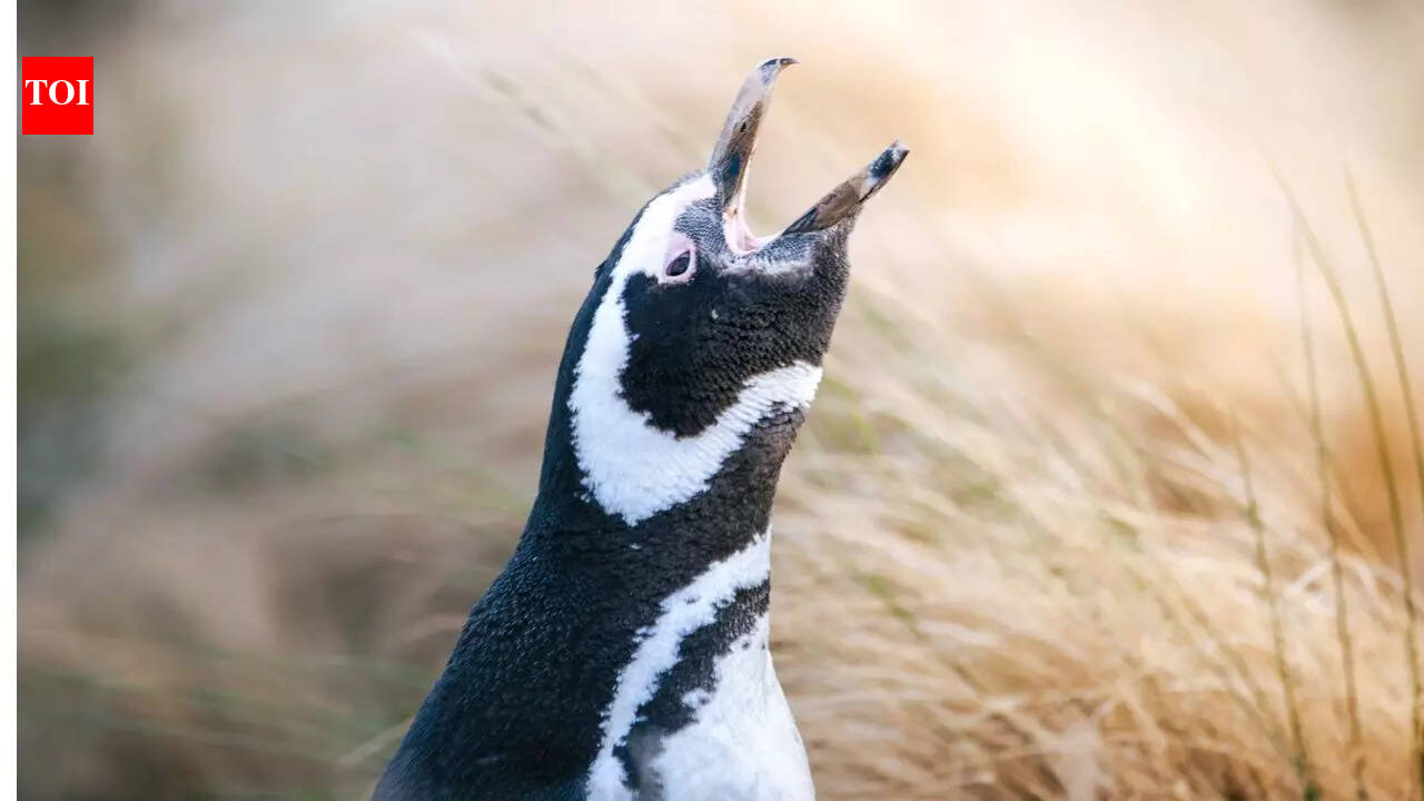 Penguins under threat! The shocking truth of ‘surplus killing’ of Patagonian Penguins even when they are NOT being eaten by pumas |