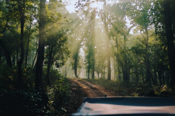 Why Mainpat is called the ‘Shimla’ of Chhattisgarh, and how Ulta Pani fooled gravity |