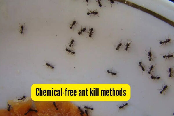 5 homemade, chemical-free ant killer sprays; effective DIY methods