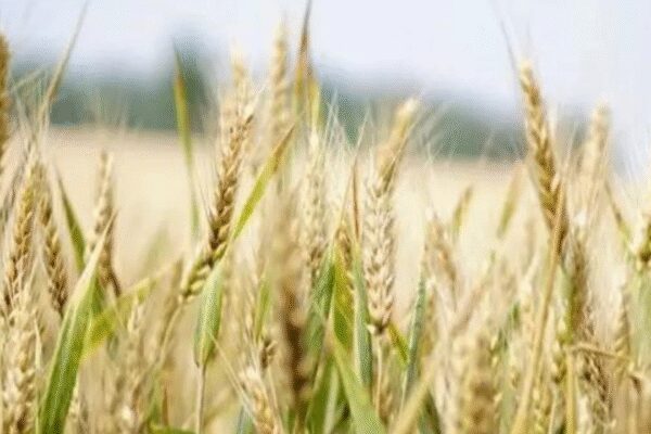 No tariff cut likely for US grains, meat, animal feed