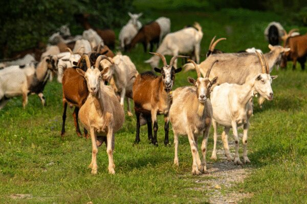 The GOAT job: Texas hires 300 goats to clear invasive shrubs in a unique ecological move | World News