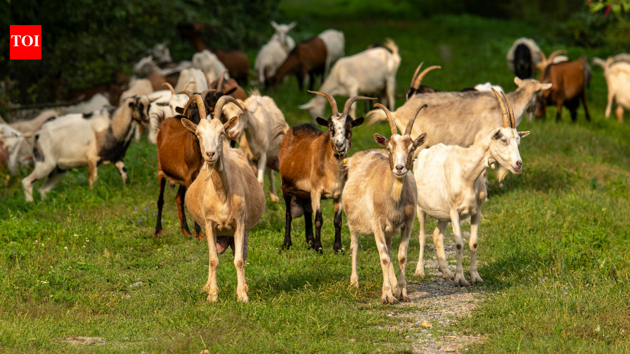 The GOAT job: Texas hires 300 goats to clear invasive shrubs in a unique ecological move | World News