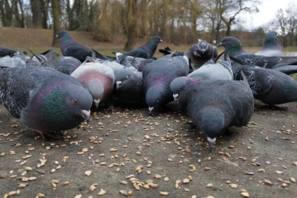 Indian-origin woman fined over Rs 2 lakh for feeding pigeons in Singapore; says she is unemployed, will do community service