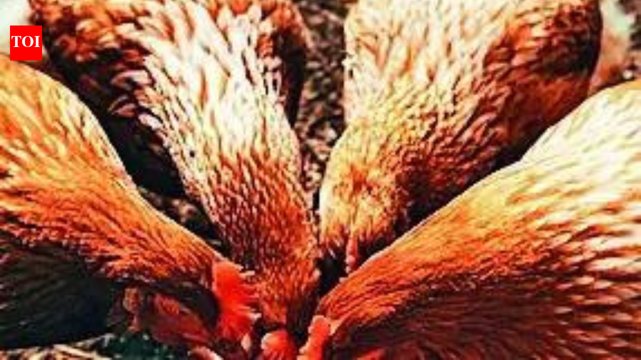 India-US trade deal: Farmers question import of animal feed, soybean oil