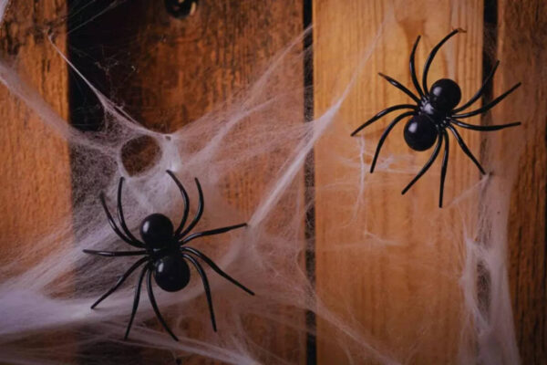 5 effective ways to keep spiders away from your home and garden (third is a magical remedy!)