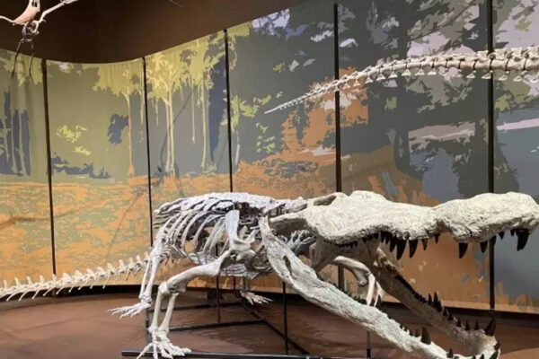 Scientists reconstruct a 31-foot crocodilian nicknamed “Dinosaur-killer”