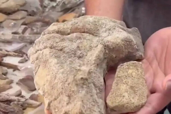 148 rare lichens found deep inside Odisha’s Similipal National Park | Watch video