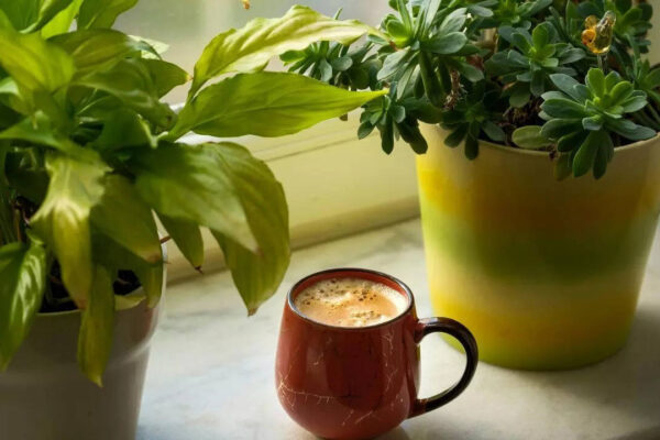 These indoor plants can bring wealth as per Feng Shui