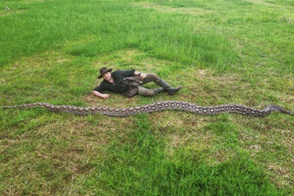 World’s longest wild snake confirmed in Indonesia by Guinness — see pictures |