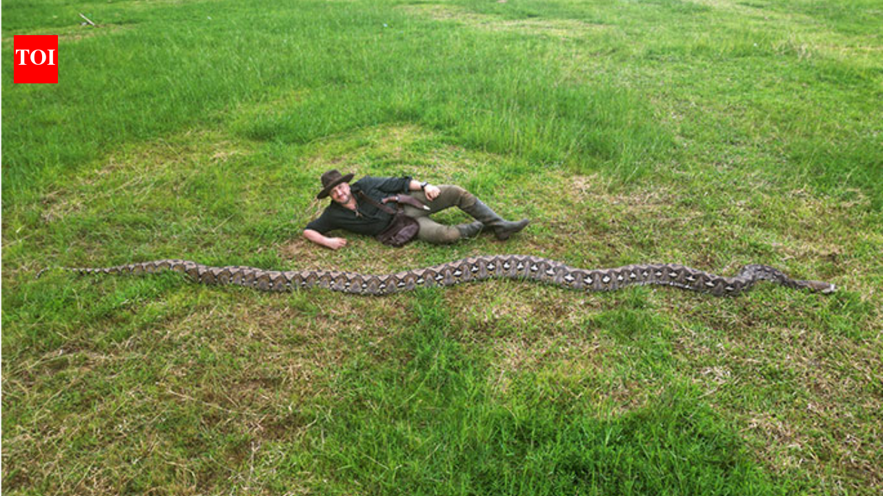 World’s longest wild snake confirmed in Indonesia by Guinness — see pictures |
