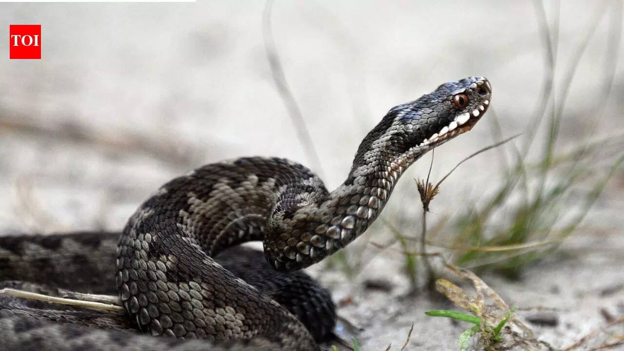THESE venomous snakes attack faster than humans can react; turning milliseconds into a deadly bite |