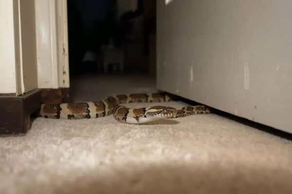 What attracts snakes to homes and gardens, and what are their hiding spots |