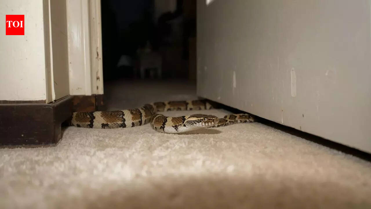 What attracts snakes to homes and gardens, and what are their hiding spots |