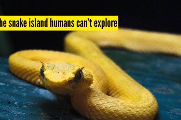 The island so full of venomous snakes that humans are barely allowed to set foot there |