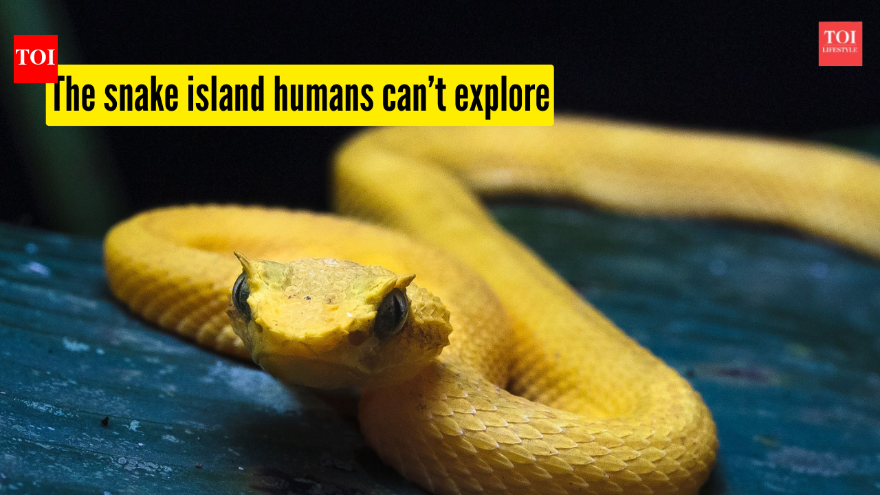 The island so full of venomous snakes that humans are barely allowed to set foot there |