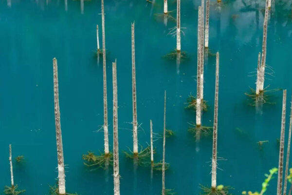 Ghost trees rising from ice: The 100-year-old earthquake that created Kazakhstan’s eerie underwater forest