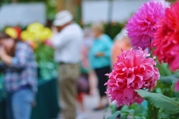 Noida Flower Festival 2026 is back with floral displays and free entry: What visitors need to know |