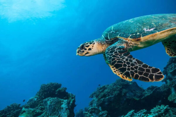 The Indian Ocean is becoming ‘less salty’: Scientists say the consequences could be massive