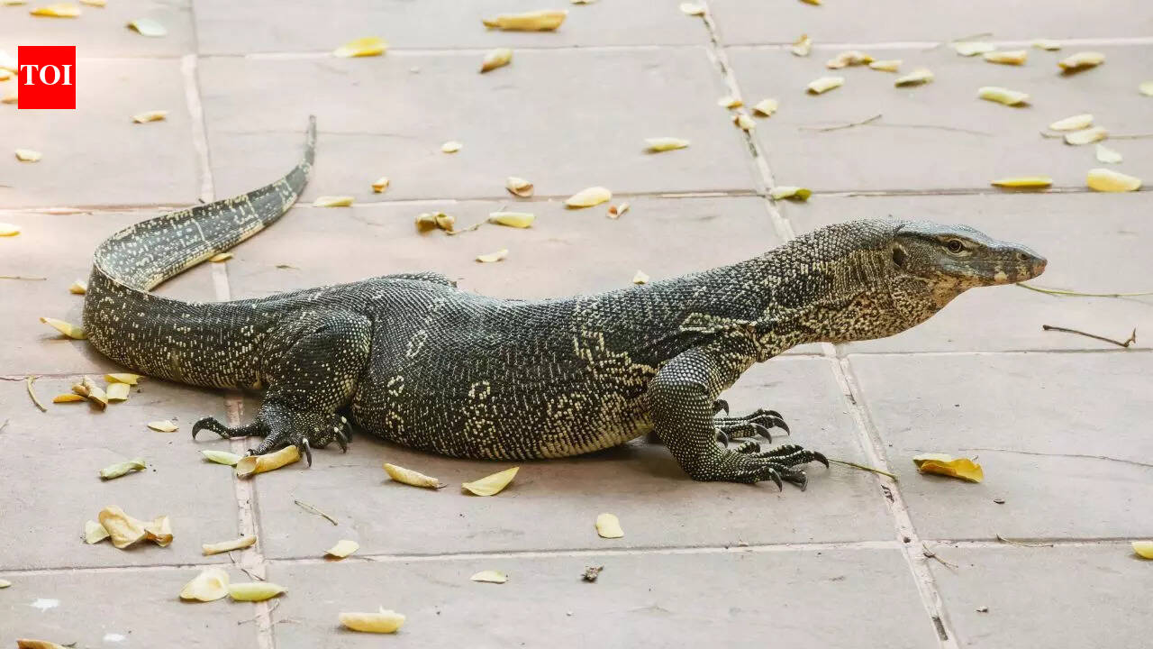 Can monitor lizards regrow tails like normal house lizards; here is what science says |