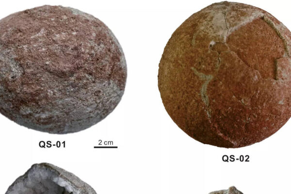 Cannonball-sized dinosaur crystallised eggs found in China | World News