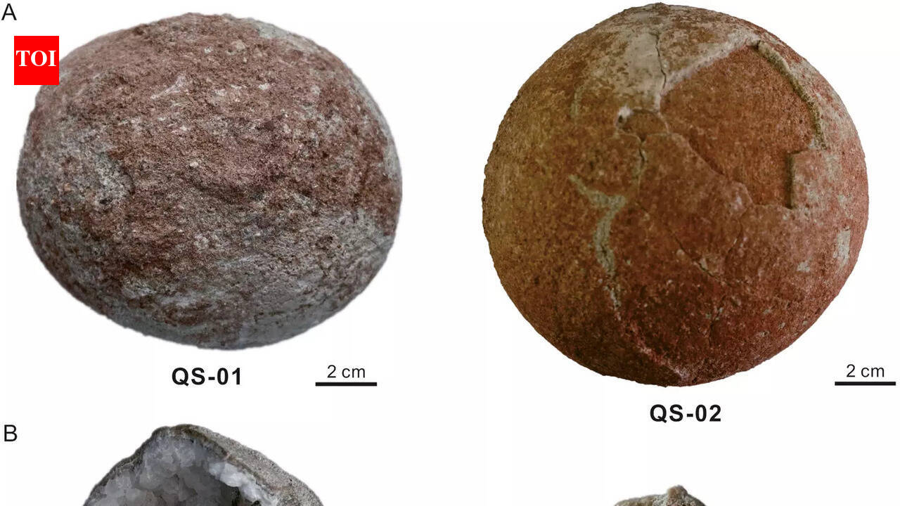 Cannonball-sized dinosaur crystallised eggs found in China | World News