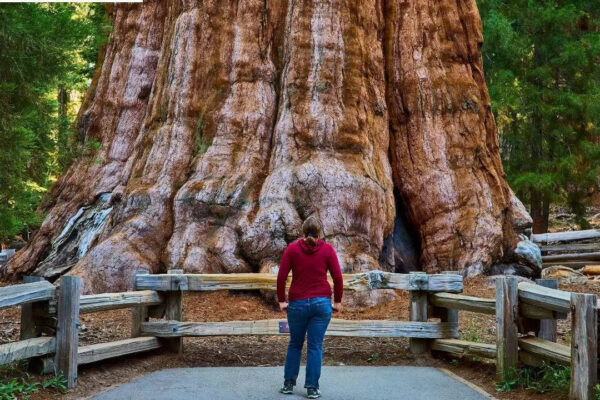 World’s largest tree: General Sherman is about 2200 years old and its trunk weighs nearly 1400 tonnes |