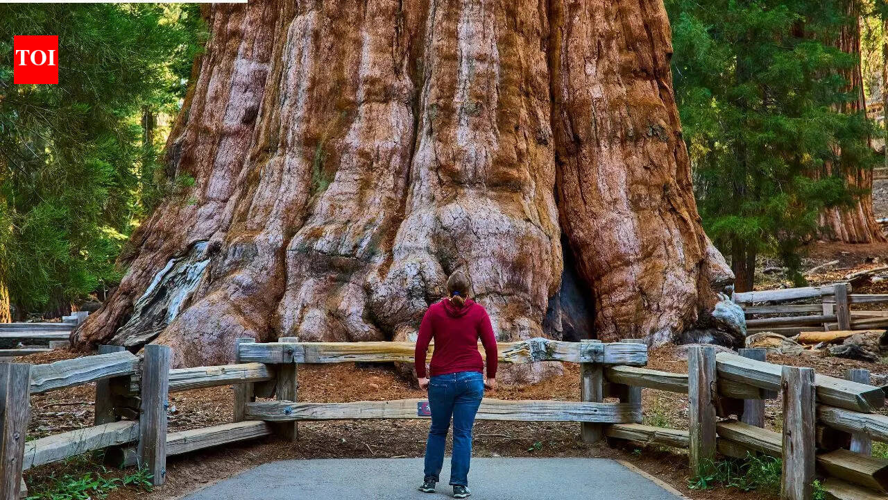 World’s largest tree: General Sherman is about 2200 years old and its trunk weighs nearly 1400 tonnes |