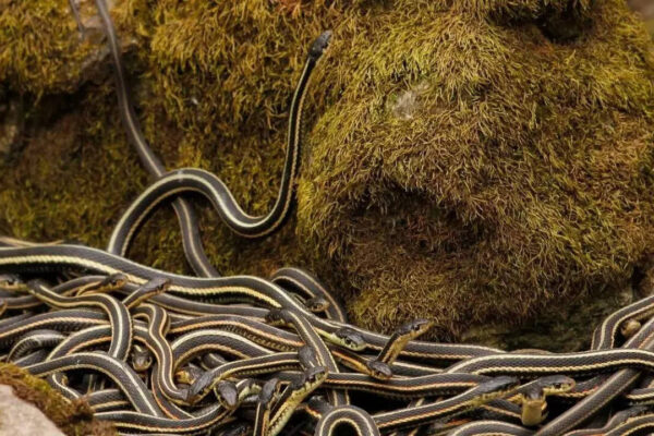 World’s largest snake den in Canada: Over 100,000 red-sided garter snakes come alive every spring | World News