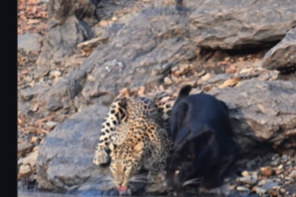 Watch: Rare moment as black panther and leopard drink water side by side |