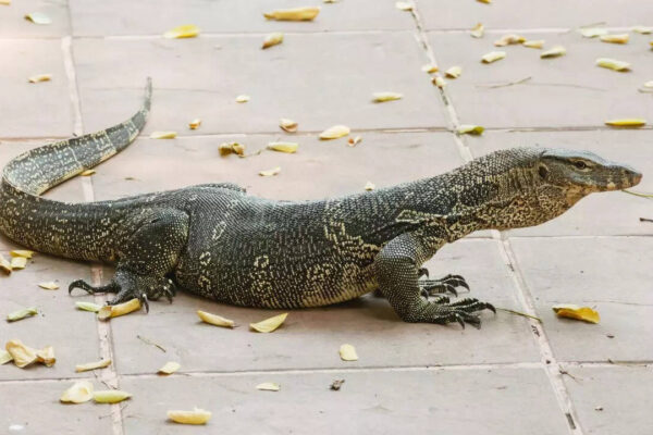 How to stop monitor lizards from entering your home and why these enter residential areas |