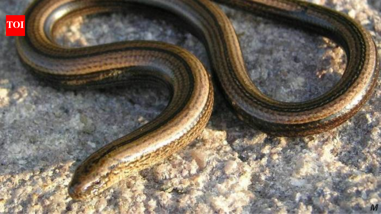 Think you spotted a snake in your garden that disappeared in seconds? This snake-like creature is not what you think |