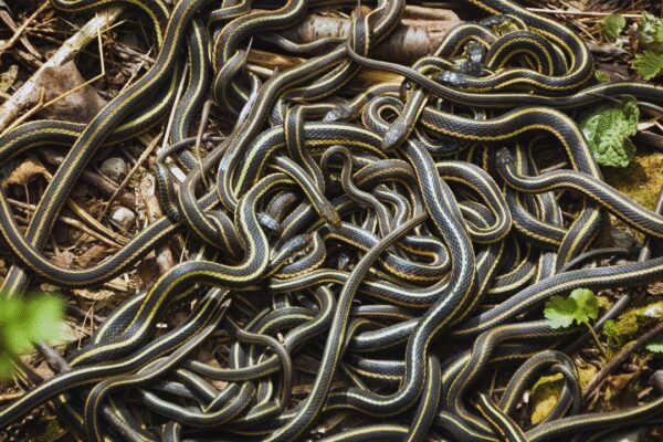 Would you visit a place where 100,000 snakes emerge at once? Here’s why it’s one of the world’s strangest wildlife spectacles |
