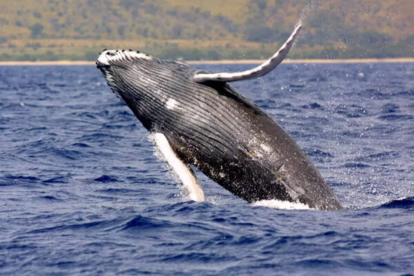 40-ton humpback whales travel 5,000 miles each year performing epic jumps and jaw-dropping shows |