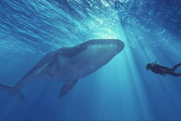 Viral diving video turns dangerous: Oman issues urgent warning after man swims with killer whale