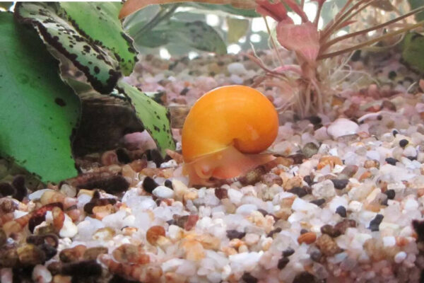 Meet the snail that can rebuild a complete eye from scratch in just 30 days