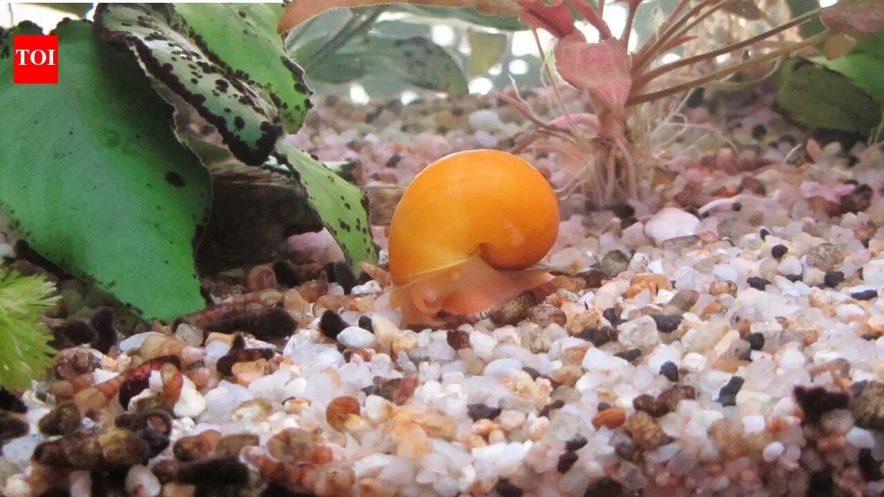 Meet the snail that can rebuild a complete eye from scratch in just 30 days