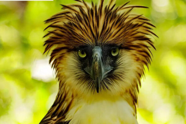 This critically endangered ‘monkey-eating bird’ ranks among the largest raptors on Earth