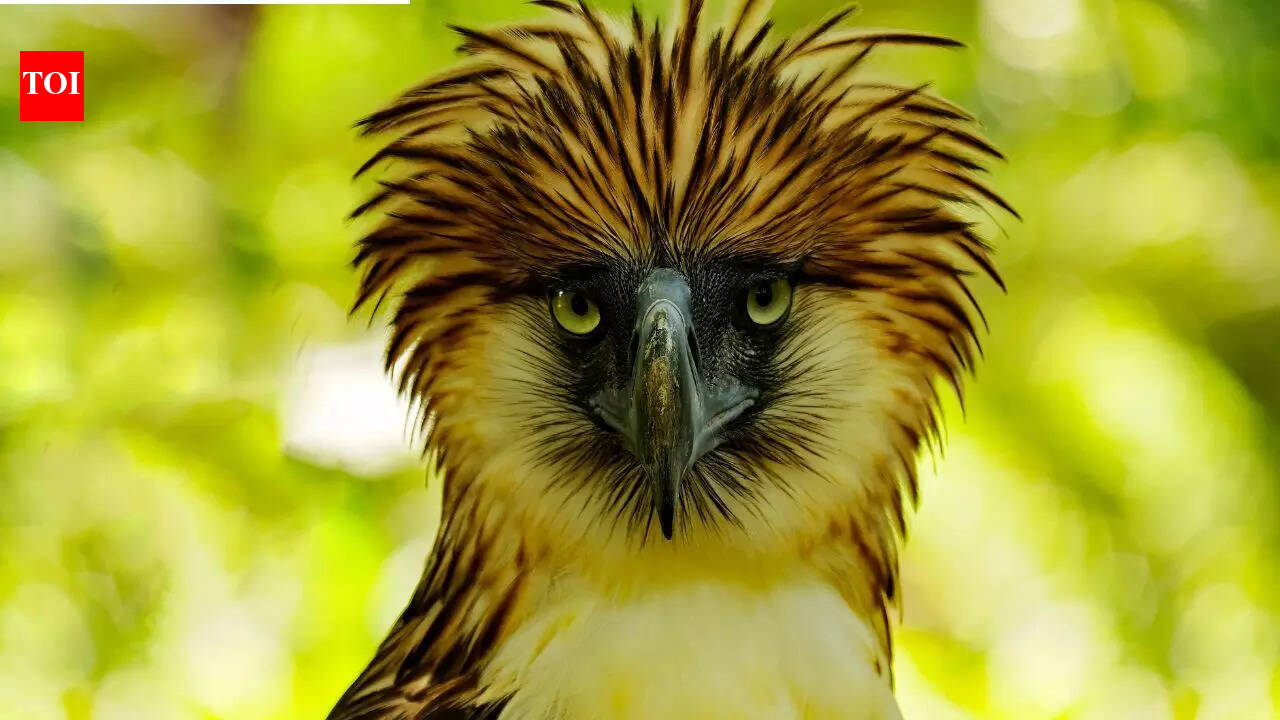 This critically endangered ‘monkey-eating bird’ ranks among the largest raptors on Earth