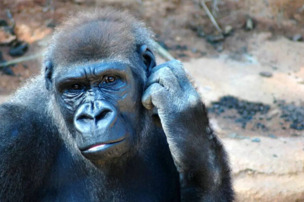 Not just humans, apes can imagine, pretend and mentally track things that aren’t real, study finds