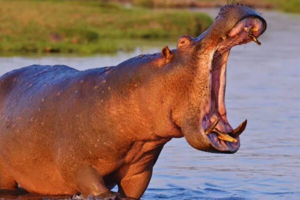 5 animals that thrive on both land and water, and where to spot them