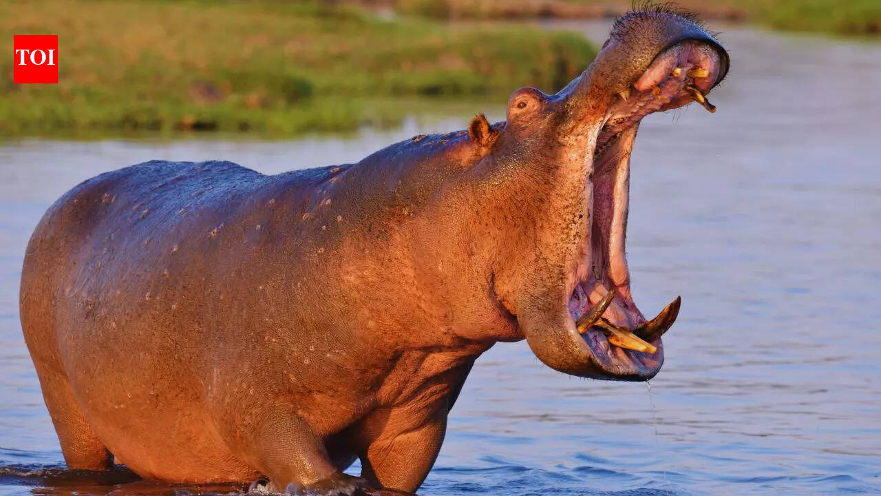 5 animals that thrive on both land and water, and where to spot them