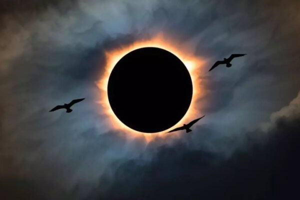 First solar eclipse of 2026: What happens to wildlife during a solar eclipse; animal behaviour explained